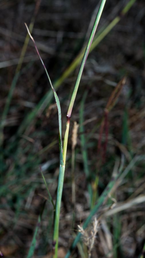 Digitaria ?